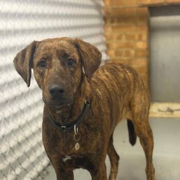 Tattoo Lisa -  Doberman Pinscher Dog for Adoption in Northbrook, Illinois - Tattoo Lisa | PetCurious