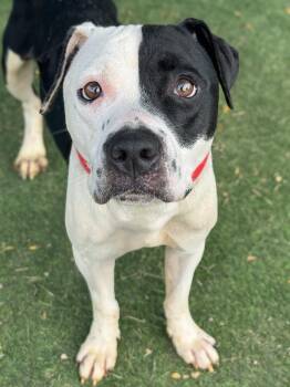 Harlequin -  Pit Bull Terrier Dog for Adoption in Anderson, Indiana - Harlequin | PetCurious