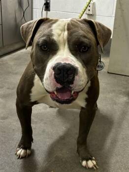 JINGO -  Pit Bull Terrier Dog for Adoption - JINGO | PetCurious