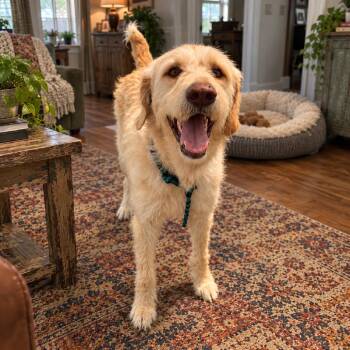 Bodhi (Benefactor Dog) -  Poodle and Labrador Retriever Dog for Adoption in Abbotsford, British Columbia - Bodhi (Benefactor Dog) | PetCurious