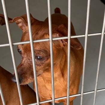 Giggles -  Miniature Pinscher Dog for Adoption in Greenville, South Carolina - Giggles | PetCurious