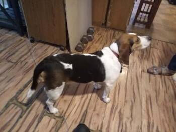 Sadie -  Beagle Dog for Adoption in Deltona, Florida - Sadie | PetCurious