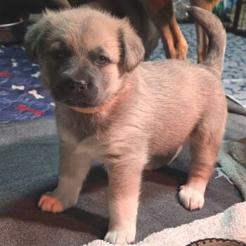 Rescue Shepherd and Mixed Breed Dogs for Adoption - Flint | PetCurious