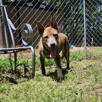 BRUNO -  Shepherd Dog for Adoption in Chicopee, Massachusetts - BRUNO | PetCurious