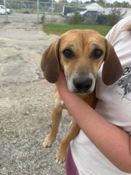 Jellybean -  Corgi and Terrier Dog for Adoption in Winchester, Indiana - Jellybean | PetCurious