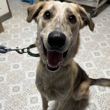 Rocky -  Shepherd Dog for Adoption in Yucaipa, California - Rocky | PetCurious
