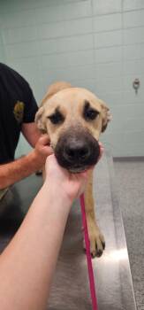 Thor -  Terrier Dog for Adoption in Athens, Tennessee - Thor | PetCurious