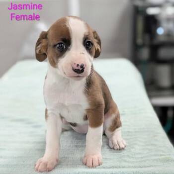 Jasmine -  Retriever and Mixed Breed Dog for Adoption in Griswold, Connecticut - Jasmine | PetCurious