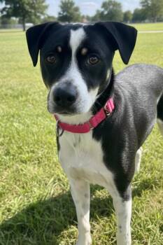 Fox Terrier Dogs Available for Adoption in Elmsford, New York - Ranger Available 5/15 | PetCurious