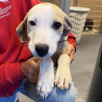 Tx4079 Foreman -  Mixed Breed Dog for Adoption in Port Washington, New York - Tx4079 Foreman | PetCurious