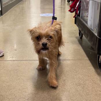 YORK-Stray-16866 -  Mixed Breed and Brussels Griffon Dog for Adoption in York, Pennsylvania - YORK-Stray-16866 | PetCurious
