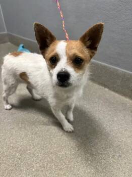 BISCOFF -  Terrier and Mixed Breed Dog for Adoption in Las Vegas, Nevada - BISCOFF | PetCurious