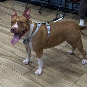 Louie -  Pit Bull Terrier Dog for Adoption in Newark, New Jersey - Louie | PetCurious