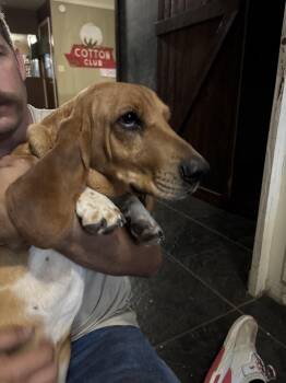 Lady -  Basset Hound Dog for Adoption in Grapevine, Texas - Lady | PetCurious