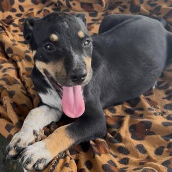 Roxy -  Pit Bull Terrier and Cattle Dog Dog for Adoption in West Islip, New York - Roxy | PetCurious