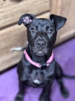 Pit Bull Terrier and Boxer Dogs Available for Adoption in Grafton, West Virginia - Barley | PetCurious