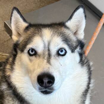 Rescue Mixed Breed Dogs for Adoption in Las Cruces, New Mexico - Luna | PetCurious