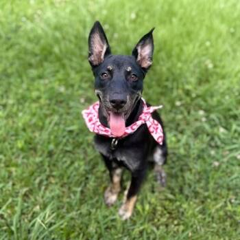Linx Galaxy Best Boy -  German Shepherd Dog and Doberman Pinscher Dog for Adoption in Friendswood, Texas - Linx Galaxy Best Boy | PetCurious