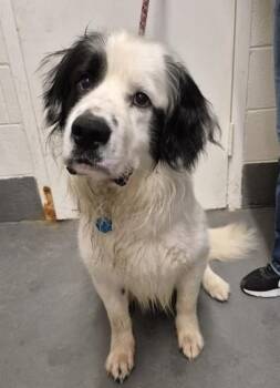 Max -  Newfoundland Dog Dog for Adoption in Butte, Montana - Max | PetCurious