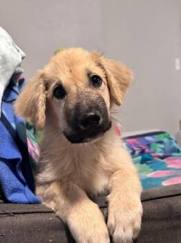 Boo-boo Bear -  Great Pyrenees and Shepherd Dog for Adoption in Los Angeles, California - Boo-boo Bear | PetCurious