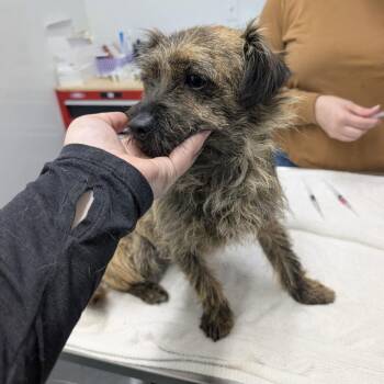 Dachshund and Border Terrier Dogs Available for Adoption in Chico, California - CORDUROY | PetCurious