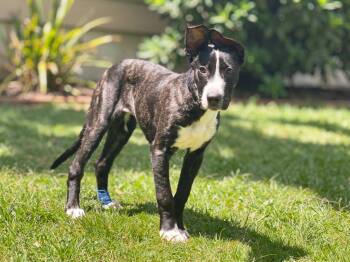 Lily -  Bull Terrier and Belgian Shepherd Malinois Dog for Adoption in Sebastian, Florida - Lily | PetCurious