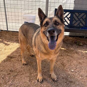 Riot KCAC #636.26 PC -  Shepherd Dog for Adoption in Kerrville, Texas - Riot KCAC #636.26 PC | PetCurious