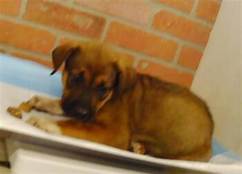 A2092906 -  German Shepherd Dog and Staffordshire Bull Terrier Dog for Adoption in Houston, Texas - A2092906 | PetCurious