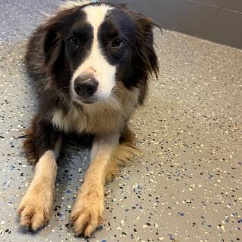 TUSC-Stray-84755_2 -  Australian Shepherd and Collie Dog for Adoption in Tuscaloosa, Alabama - TUSC-Stray-84755_2 | PetCurious