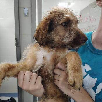 Mixed Breed Dogs Available for Adoption in Gainesville, Florida - Oak | PetCurious