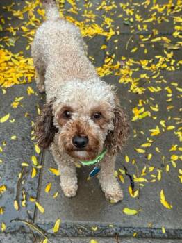 Kenny -  Poodle Dog for Adoption in Buffalo, New York - Kenny | PetCurious
