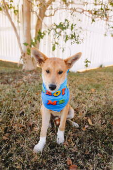 Rescue Australian Cattle Dog Blue Heeler and Corgi Dogs for Adoption - Cobre *Arriving 10/4* | PetCurious