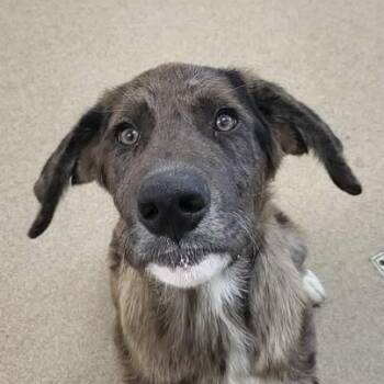 Rescue Mixed Breed Dogs for Adoption in Chatham, Virginia - Prymatt | PetCurious