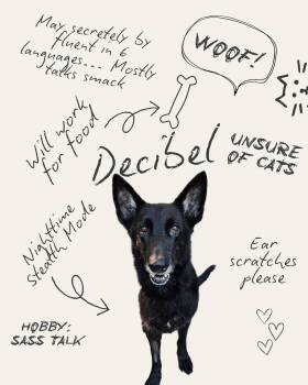 Decibel -  German Shepherd Dog Dog for Adoption in Douglass Hills, Kentucky - Decibel | PetCurious