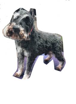 Schnauzer Dogs Available for Adoption - Ralphie | PetCurious
