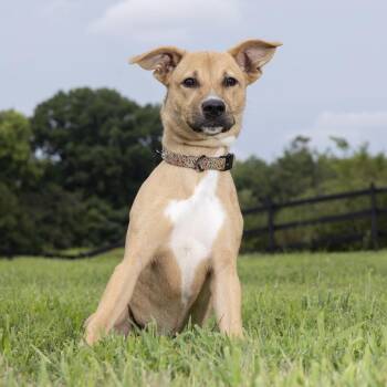 Dolly -  Mixed Breed Dog for Adoption in Franklin, Tennessee - Dolly | PetCurious