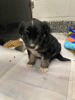 German Shepherd Dog and Mixed Breed Dogs Available for Adoption in Jackson, Tennessee - Hulk | PetCurious