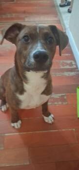 American Staffordshire Terrier and Catahoula Leopard Dog Dogs Available for Adoption - Luna | PetCurious