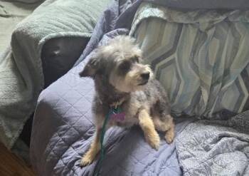 Poodle Dogs Available for Adoption in Roseville, California - Zuzu | PetCurious