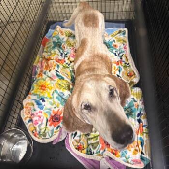 Mixed Breed Dogs Available for Adoption in Columbus, Georgia - 05/08/2026-Stray-WarmSpringsRoad-1 | PetCurious