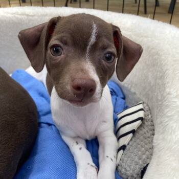 Lady MacBeth -  Chihuahua Dog for Adoption in Warren, Rhode Island - Lady MacBeth | PetCurious
