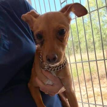 Chico -  Chihuahua and Mixed Breed Dog for Adoption in Buchanan Dam, Texas - Chico | PetCurious
