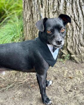 Dachshund and Chihuahua Dogs Available for Adoption in Palo Alto, California - Dodgeball | PetCurious