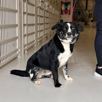 Australian Shepherd Dogs Available for Adoption in Chicago, Illinois - Bandit | PetCurious