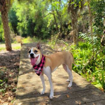 Rescue Mixed Breed Dogs for Adoption in Port Charlotte, Florida - Fiona | PetCurious