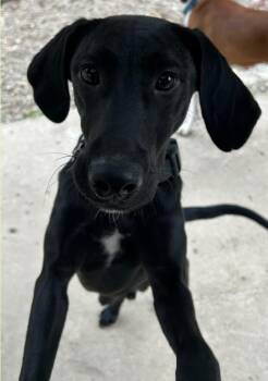 Rescue Mountain Cur Dogs for Adoption in Salem, West Virginia - Bushy Creek Jet | PetCurious