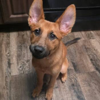 Shepherd Dogs Available for Adoption in Martinez, California - Rogue  | PetCurious