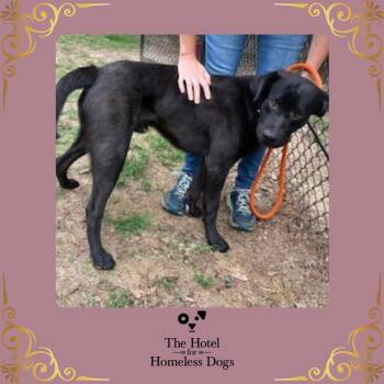 Labrador Retriever and Terrier Dogs Available for Adoption in Cumberland, Rhode Island - Noodle | PetCurious