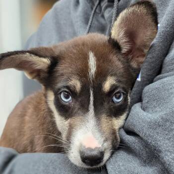 Ted -  Husky and Mixed Breed Dog for Adoption in Buellton, California - Ted | PetCurious