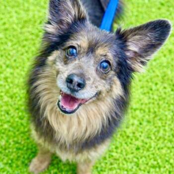 Terrier Dogs Available for Adoption in Battle Creek, Michigan - Harry | PetCurious